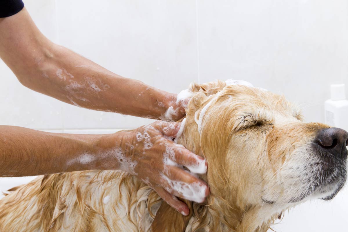 Dog washing facilities near Aspley, Chermside dog washing bays.