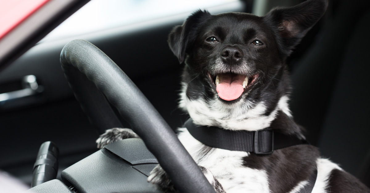 Keep your dog safe during car travel with a harness. Brisbane dog owners ensure car safety for their furry friends.