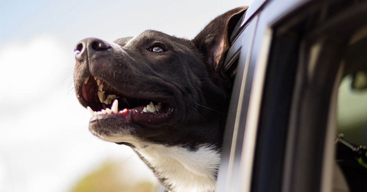 Keep your dog safe during car travel with a harness. Brisbane dog owners ensure car safety for their furry friends.