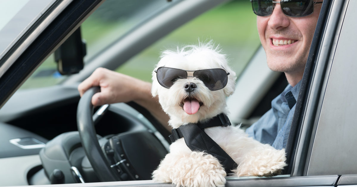 The Best Car Restraints for your Pet Spin Car Wash Brisbane