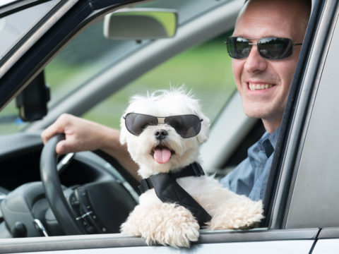 Keep your dog safe during car travel with a harness. Brisbane dog owners ensure car safety for their furry friends.