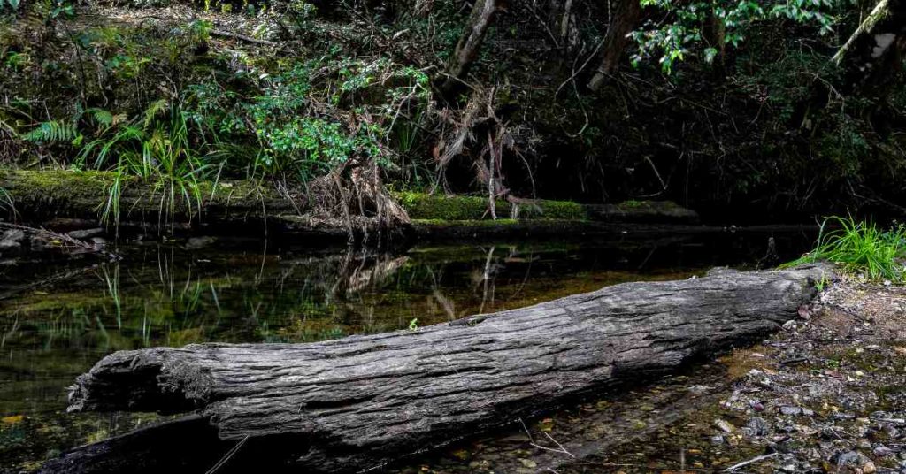 A riverbed at Bellthorpe State Forest 