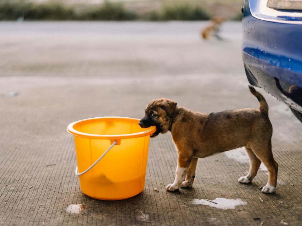 Puppy helps clean the car
