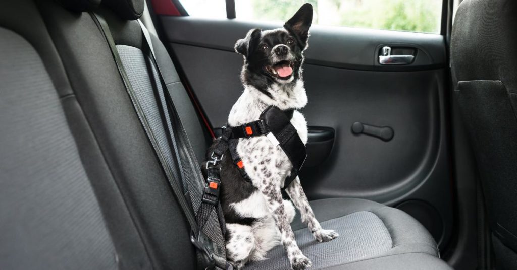 Black and white dog sits in a clean car 