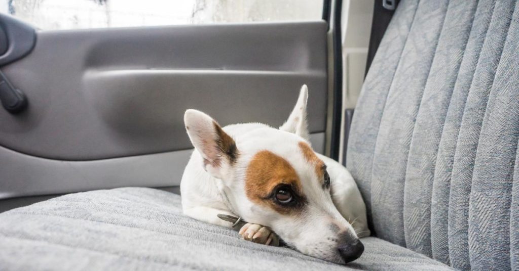 Dog resting in car